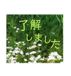 あいさつ 気持ちが伝わる花編（個別スタンプ：30）