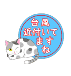 ねこちゃんいっぱいシール風2 夏の日常（個別スタンプ：25）