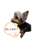 ヨーキーのぶんちゃん（個別スタンプ：3）