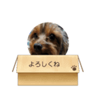 ヨーキーのぶんちゃん（個別スタンプ：6）