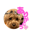 ととは スタンプ（個別スタンプ：1）