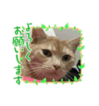 丸だ印の猫（個別スタンプ：1）