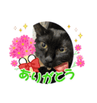 丸だ印の猫（個別スタンプ：3）