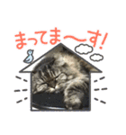 丸だ印の猫（個別スタンプ：4）