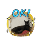 丸だ印の猫（個別スタンプ：5）
