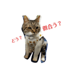 丸だ印の猫（個別スタンプ：6）