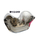丸だ印の猫（個別スタンプ：7）