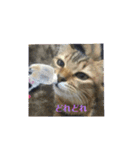 丸だ印の猫（個別スタンプ：9）