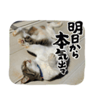 丸だ印の猫（個別スタンプ：10）