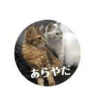 丸だ印の猫（個別スタンプ：11）