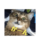 丸だ印の猫（個別スタンプ：12）