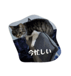 丸だ印の猫（個別スタンプ：13）