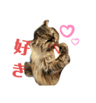 丸だ印の猫（個別スタンプ：14）