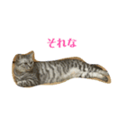 丸だ印の猫（個別スタンプ：16）