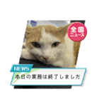 会社猫の日常など。など。2（個別スタンプ：24）