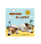 テリナラ夏のご挨拶（個別スタンプ：8）
