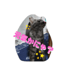 兄妹にゃんず2（個別スタンプ：5）