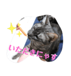 兄妹にゃんず2（個別スタンプ：7）