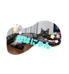 兄妹にゃんず2（個別スタンプ：8）