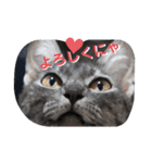 兄妹にゃんず2（個別スタンプ：9）