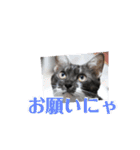 兄妹にゃんず2（個別スタンプ：11）