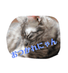 兄妹にゃんず2（個別スタンプ：17）