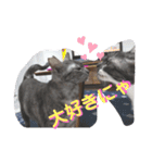 兄妹にゃんず2（個別スタンプ：18）
