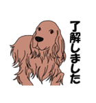 【大型犬】アイリッシュセター（個別スタンプ：3）