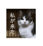 色々な猫様'A'（個別スタンプ：1）