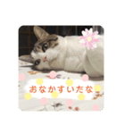 色々な猫様'A'（個別スタンプ：15）