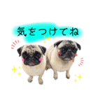 パグすたんぷ2（個別スタンプ：5）