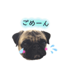 パグすたんぷ2（個別スタンプ：8）