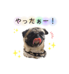 パグすたんぷ2（個別スタンプ：14）