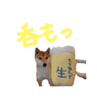 豆柴こてつのスタンプ①（個別スタンプ：10）