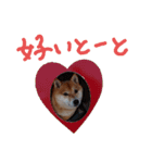 豆柴こてつのスタンプ①（個別スタンプ：22）