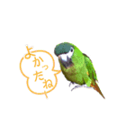 Ico  ＆ ヴェル（個別スタンプ：11）