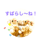 キュ〜トな双子のひつじちゃんスタンプ（個別スタンプ：24）