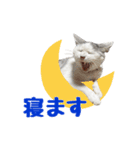 シルク、LINEにそいっ♪と登場。（個別スタンプ：14）