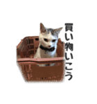 シルク、LINEにそいっ♪と登場。（個別スタンプ：15）