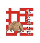 上から目線カチグミ動物スタンプ㈱カチグミ（個別スタンプ：1）