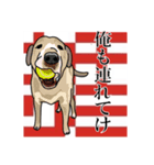 上から目線カチグミ動物スタンプ㈱カチグミ（個別スタンプ：12）