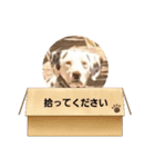 ミンパブのスタンプ3（個別スタンプ：5）