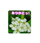 牧野公園の山野草と ご挨拶（個別スタンプ：1）