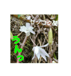 牧野公園の山野草と ご挨拶（個別スタンプ：3）