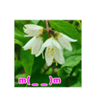 牧野公園の山野草と ご挨拶（個別スタンプ：4）