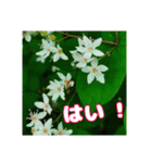 牧野公園の山野草と ご挨拶（個別スタンプ：5）