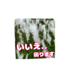 牧野公園の山野草と ご挨拶（個別スタンプ：6）