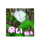 牧野公園の山野草と ご挨拶（個別スタンプ：7）