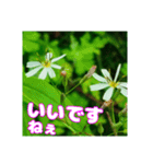 牧野公園の山野草と ご挨拶（個別スタンプ：8）