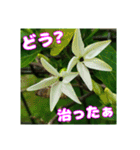 牧野公園の山野草と ご挨拶（個別スタンプ：9）